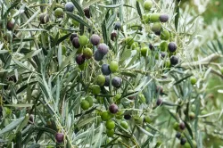 Istrian-olive-oil-Beletić-4