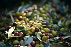 Istrian-olive-oil-Beletić-5