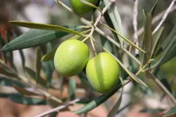 Istrian-olive-oil-Beletić-6