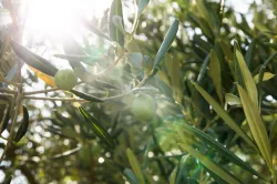 Istrian-olive-oil-Beletić-9